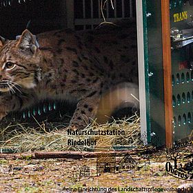 Sportpark Rabenberg EURORANDO 2026 Aussteller: Naturschutzstation Riedelhof; © Archiv Naturschutz LfULG, Alexander Sommer Ein Luchs mit Halsband verlässt eine Transportkiste im naturbelassenen Gehege der Naturschutzstation Riedelhof.