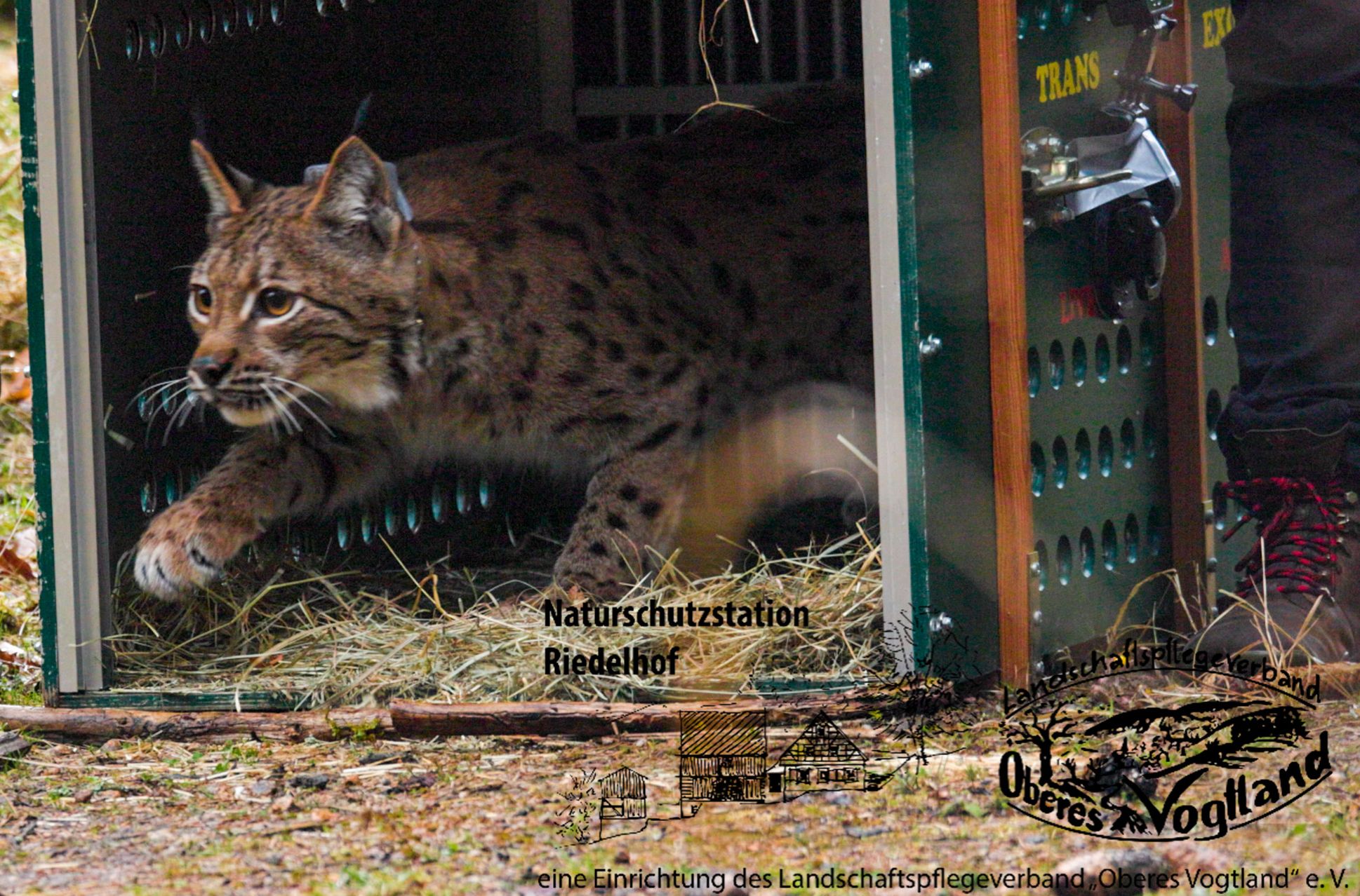 Sportpark Rabenberg EURORANDO 2026 Aussteller: Naturschutzstation Riedelhof; © Archiv Naturschutz LfULG, Alexander Sommer Ein Luchs mit Halsband verlässt eine Transportkiste im naturbelassenen Gehege der Naturschutzstation Riedelhof.